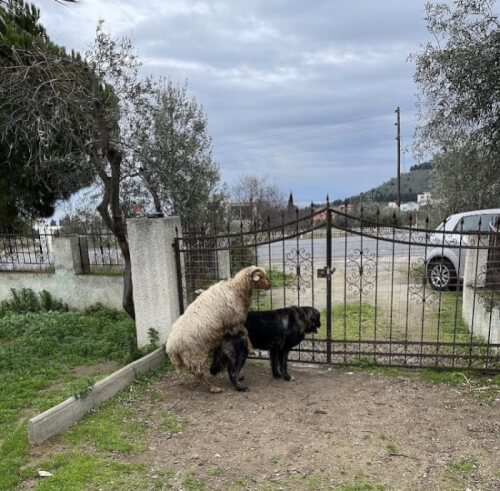 Αυτή τώρα, τι μετάλλαξη είναι;